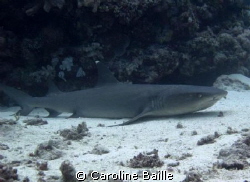 white tip shark sitting on the bottom by Caroline Baille 